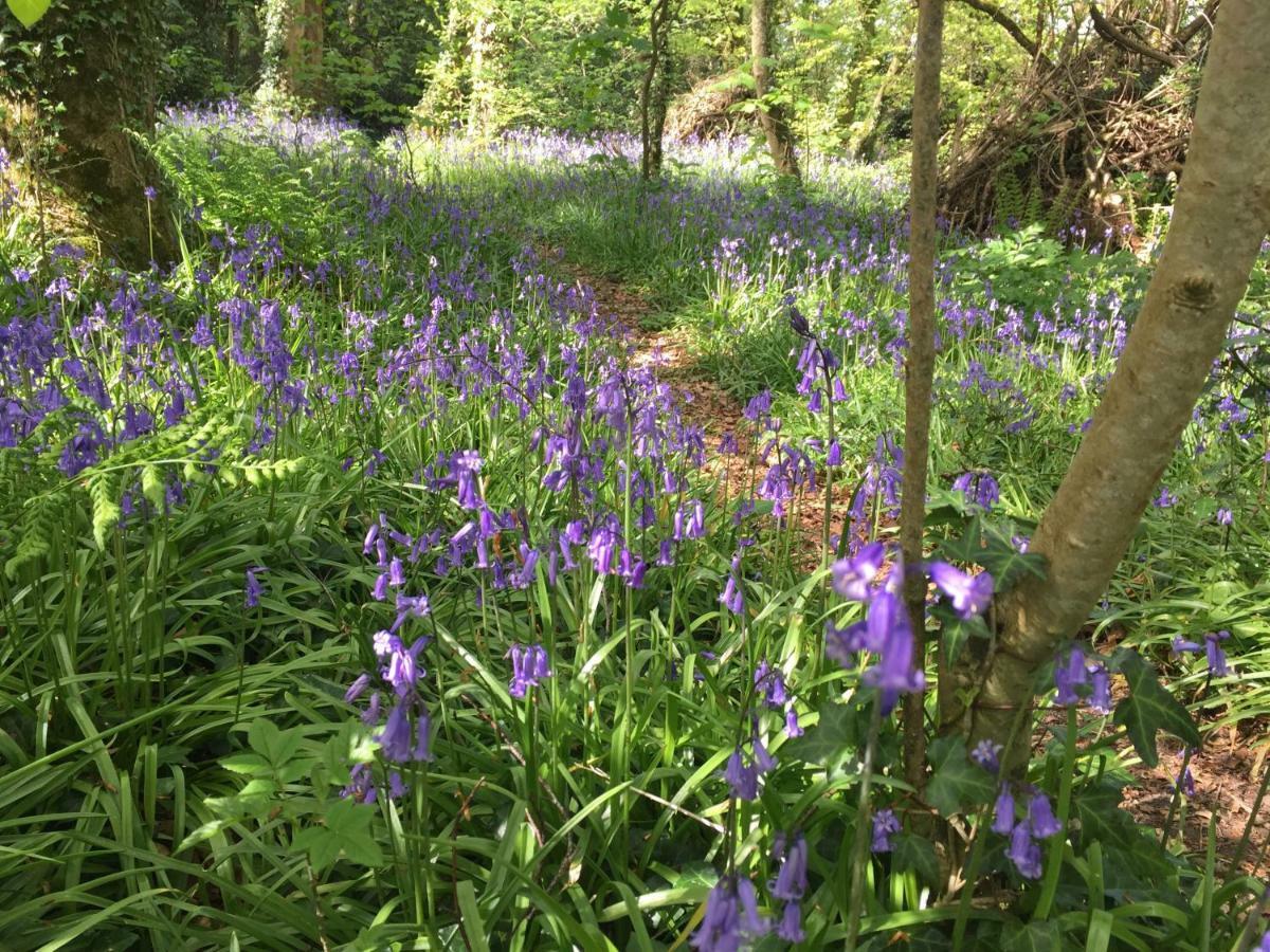 Blackhill Woods Retreat Pension Abbeyleix Buitenkant foto